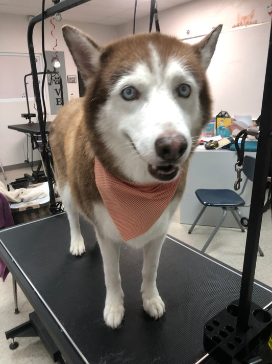 Baño: Perro Extra Grande pelo corto