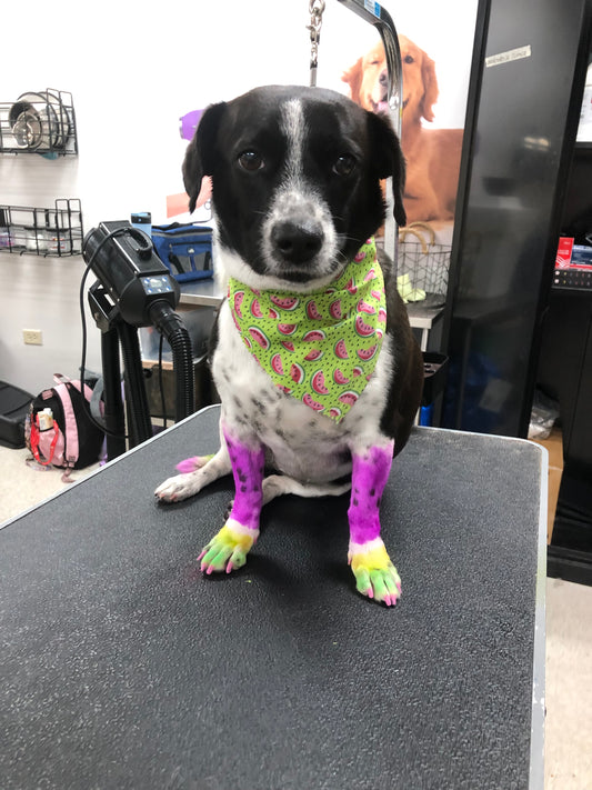 Baño & Trim: Perro Mediano pelo corto