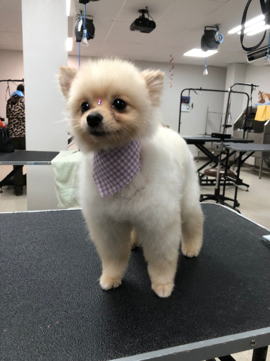 Baño: Perro pequeño pelo largo
