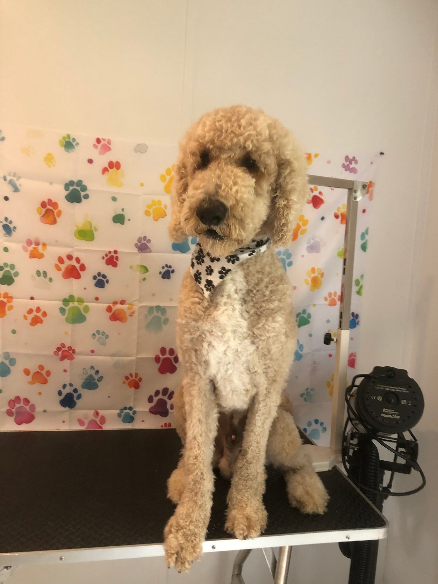 Full Glam: Perro Grande