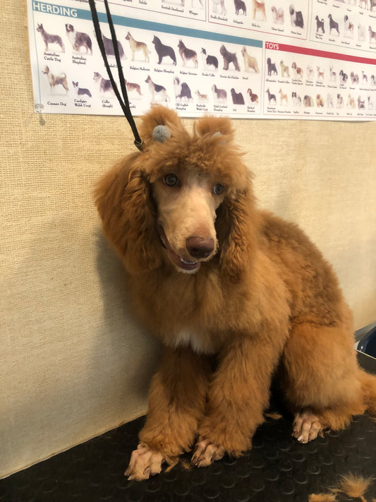Baño: Perro mediano pelo largo