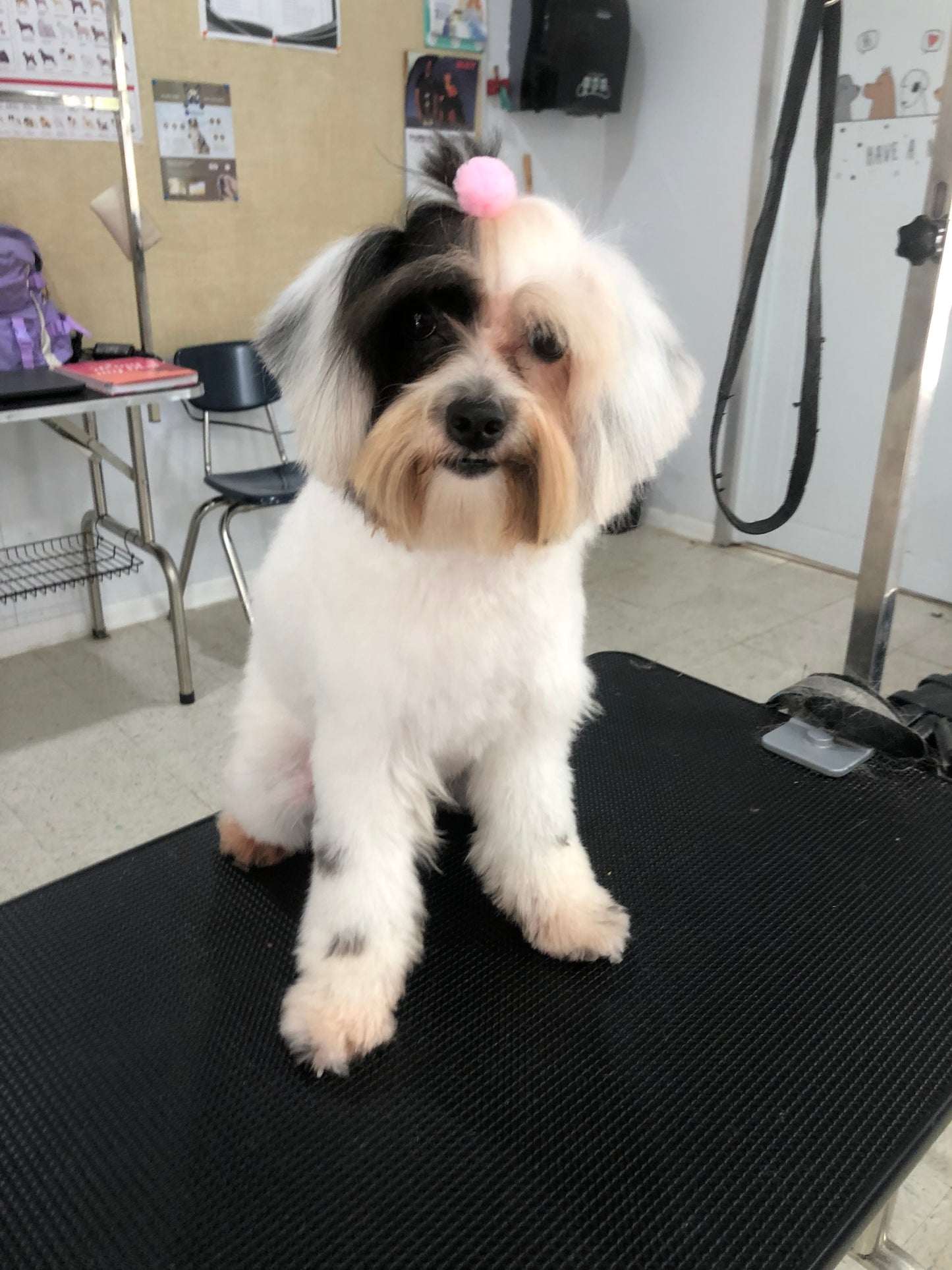 Full Glam: Perro pequeño