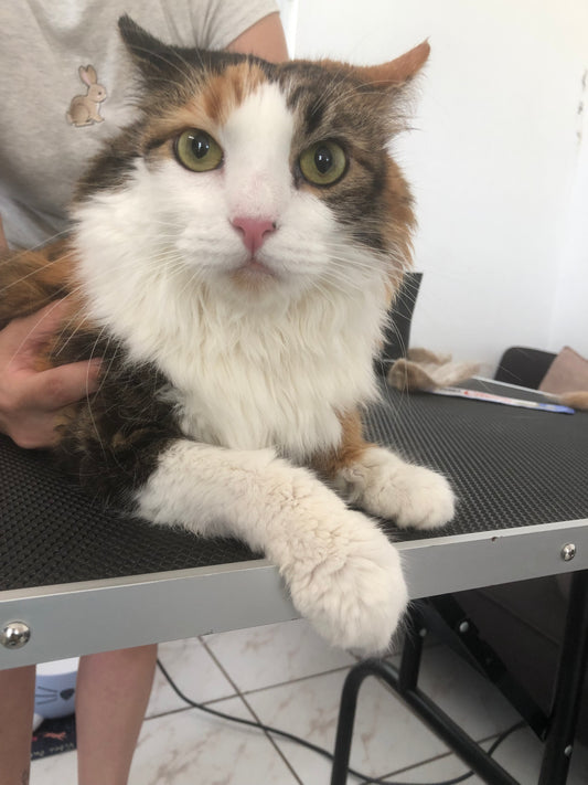Baño: Gato M pelo largo