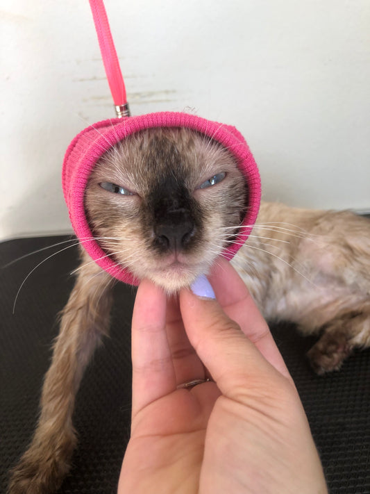 Baño: Gato S pelo corto