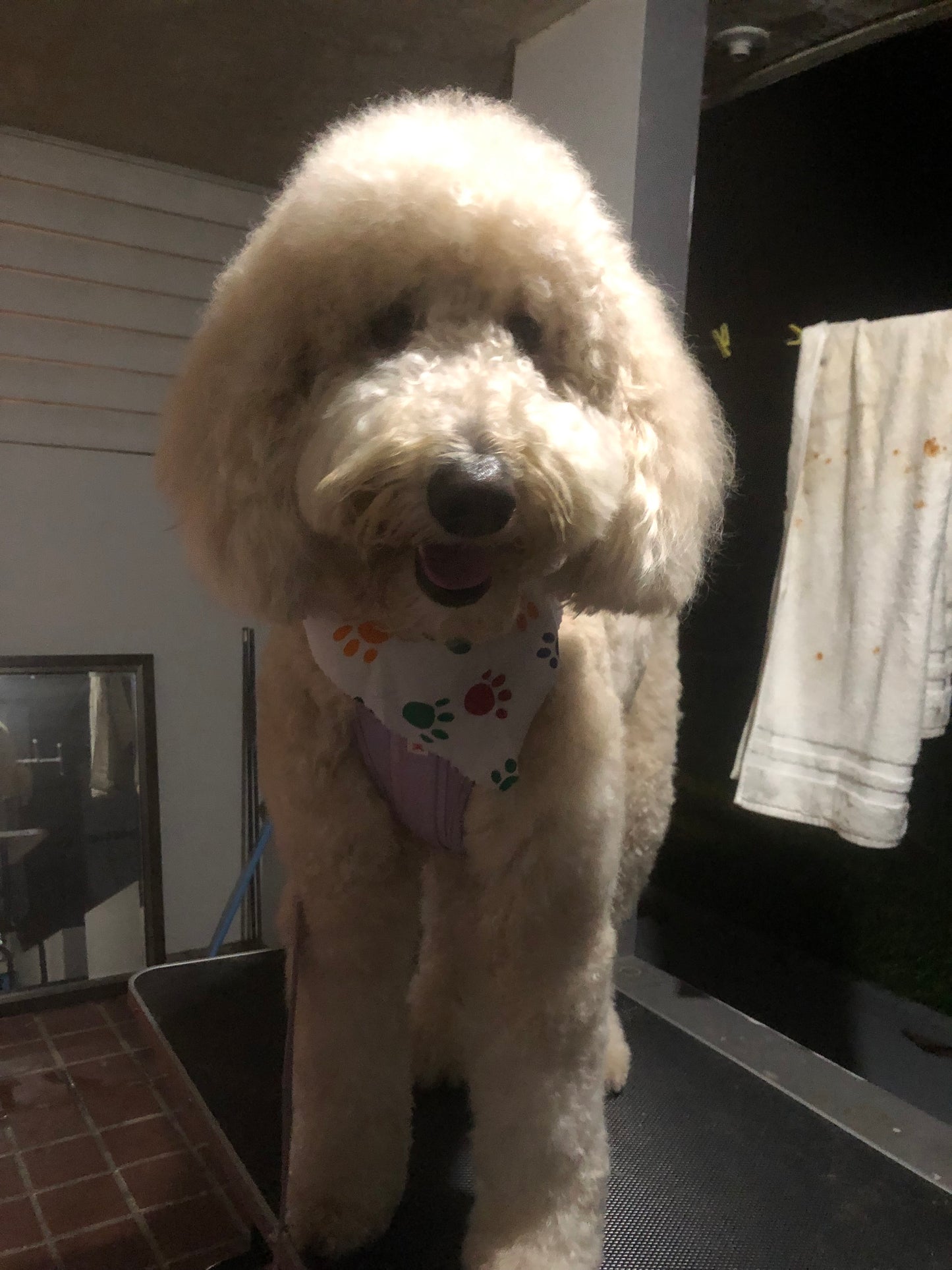 Full Glam: Perro Extra Grande