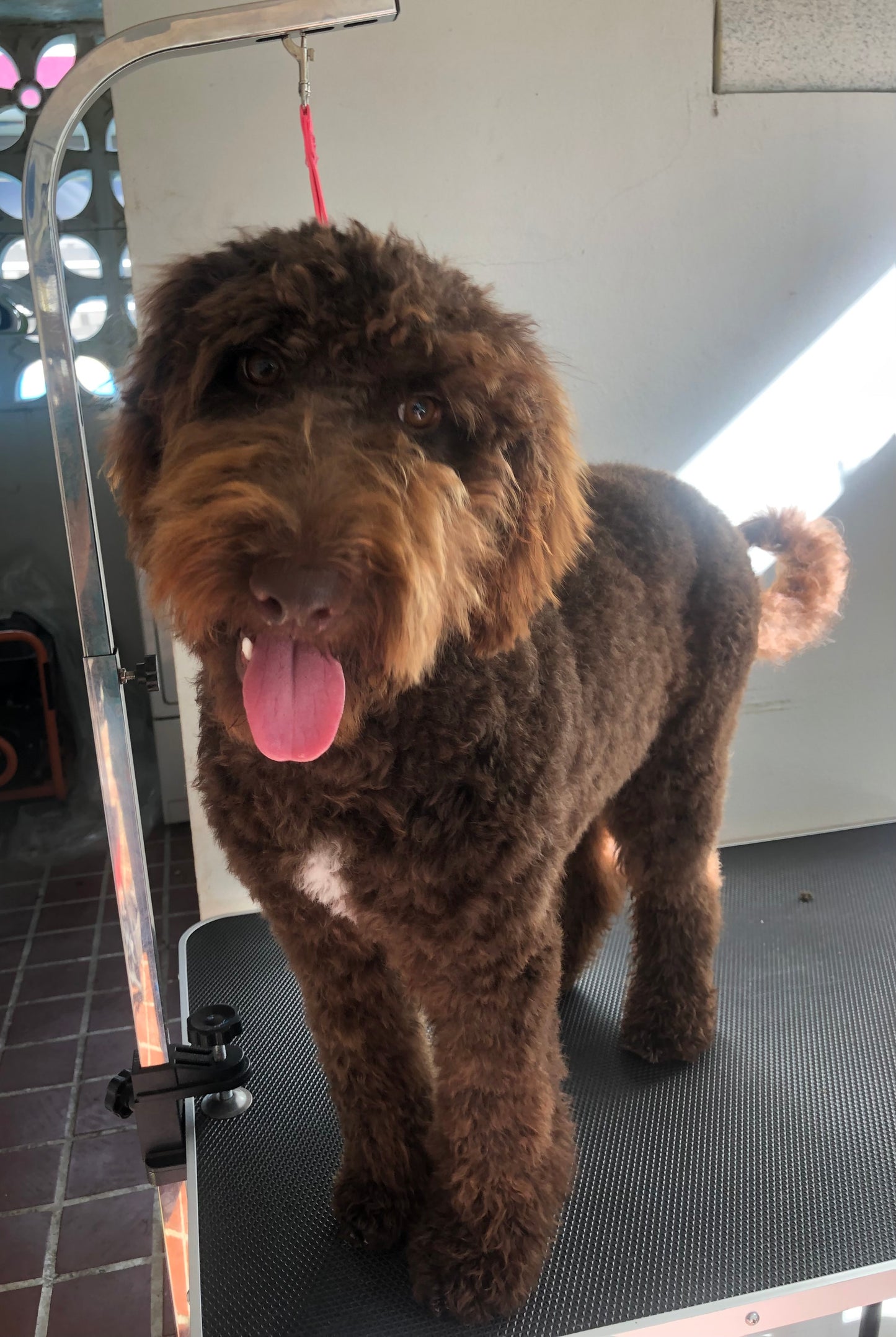 Full Glam: Perro Mediano