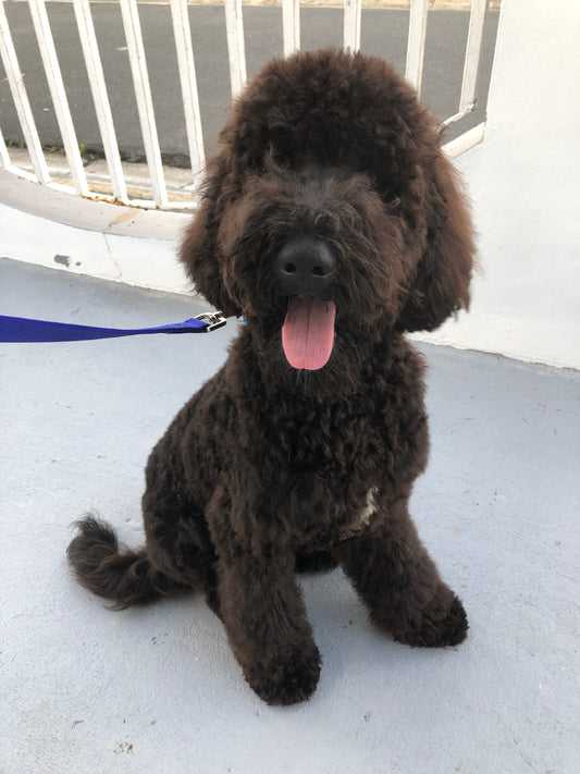 Baño: Perro grande pelo largo