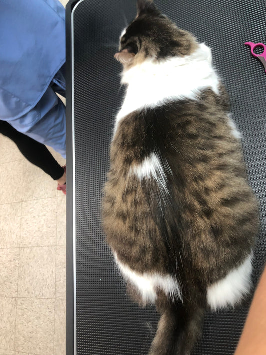 Baño: Gato L pelo largo