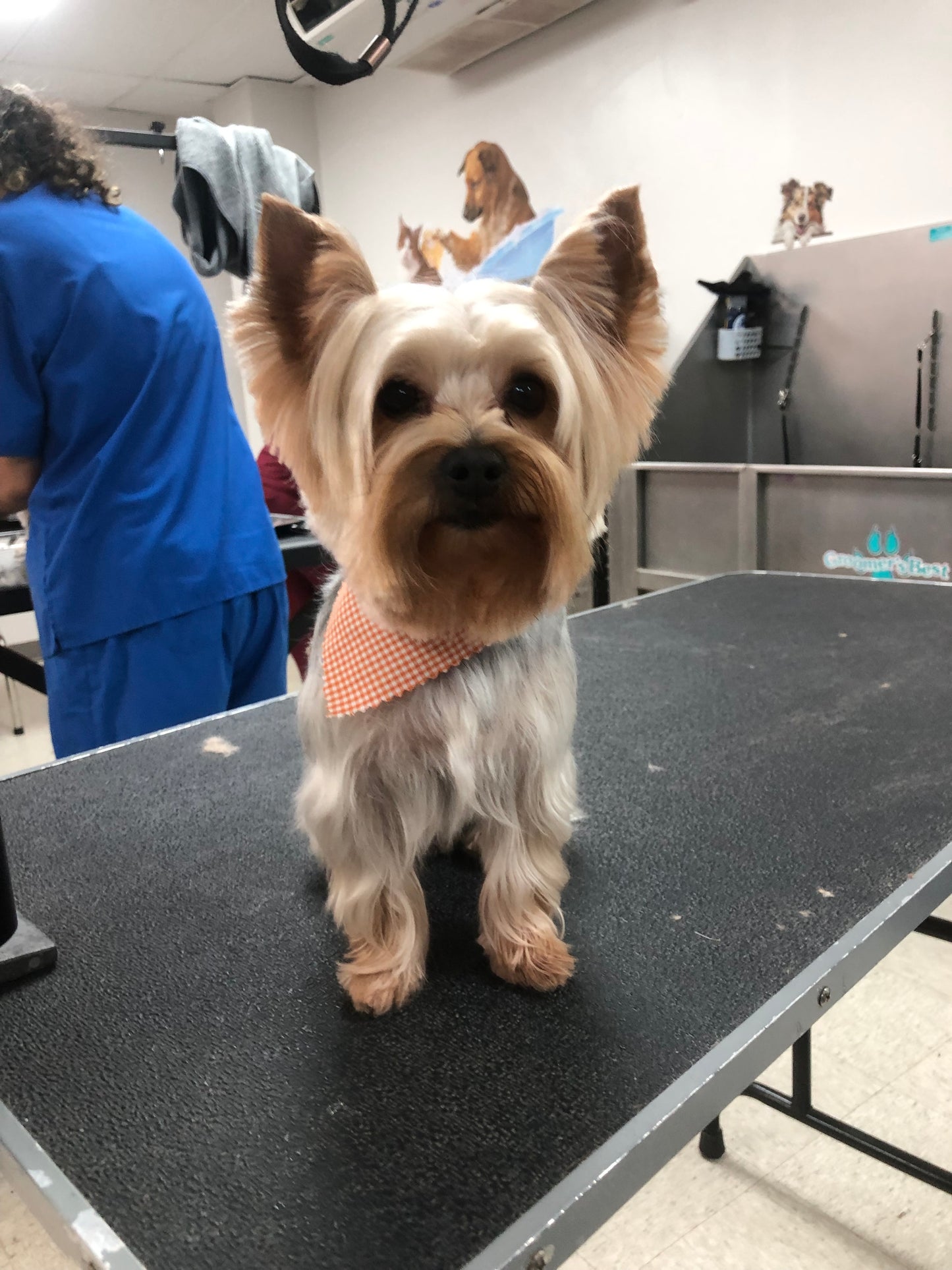 Full Glam: Perro pequeño