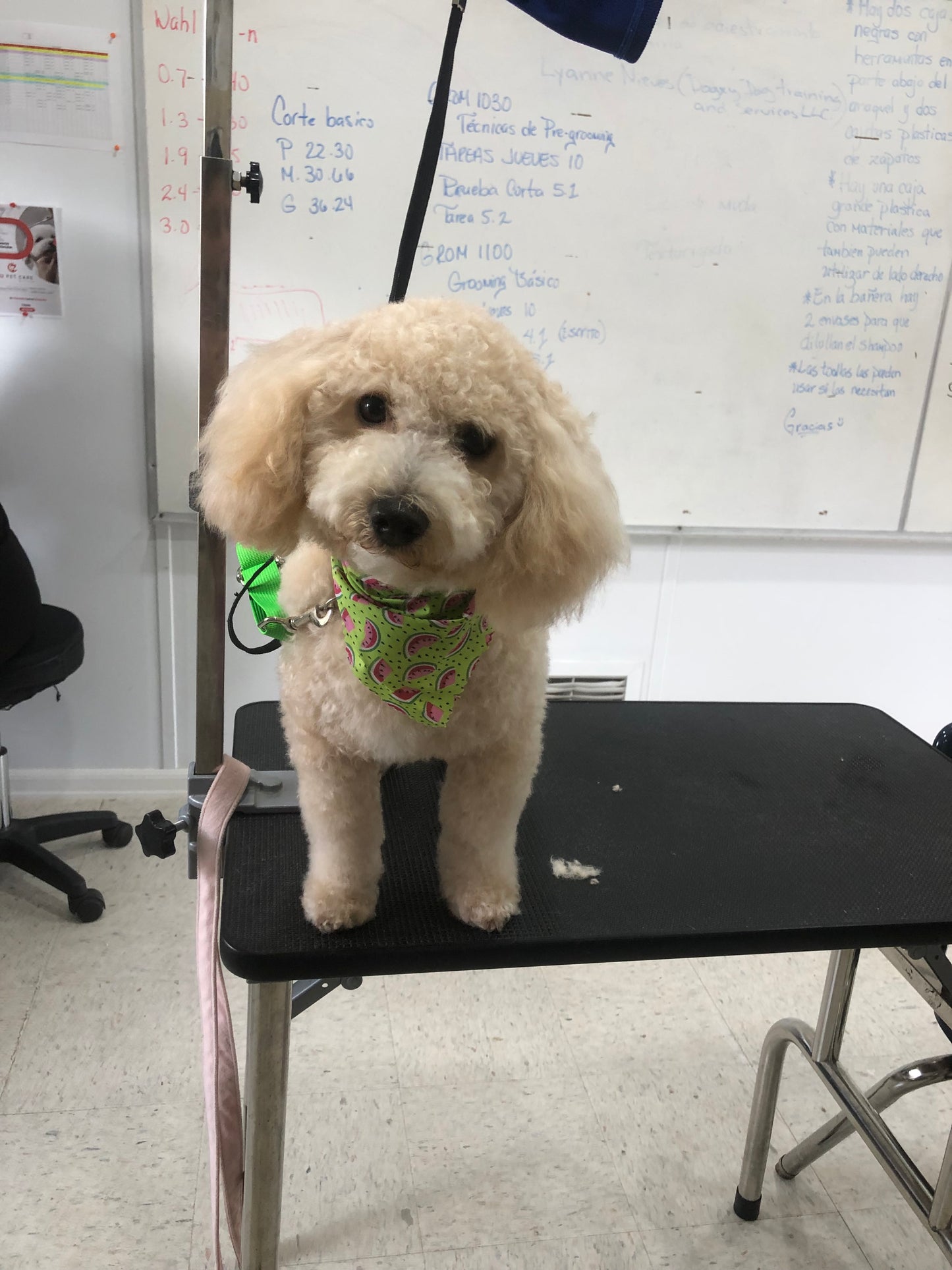 Full Glam: Perro pequeño