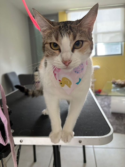 Baño: Gato M pelo corto