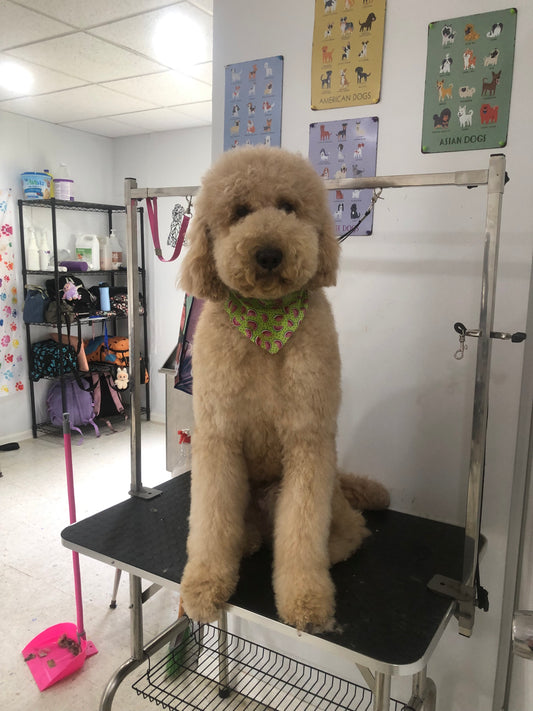 Baño: Perro Extra Grande pelo largo