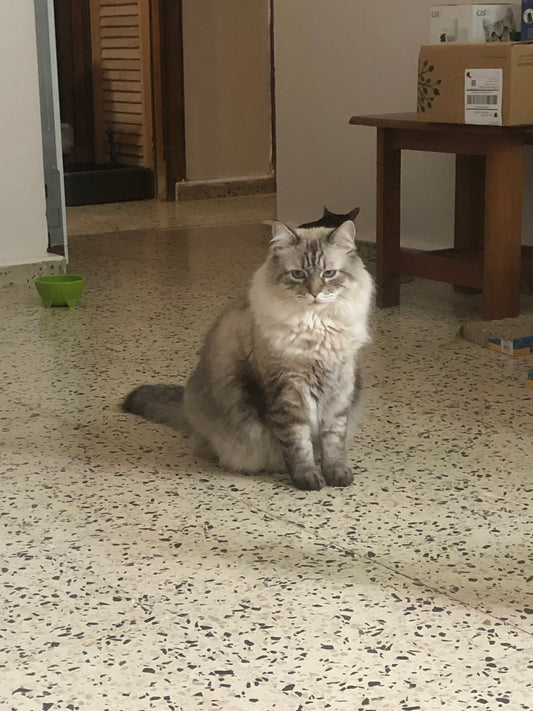 Baño: Gato XL pelo largo