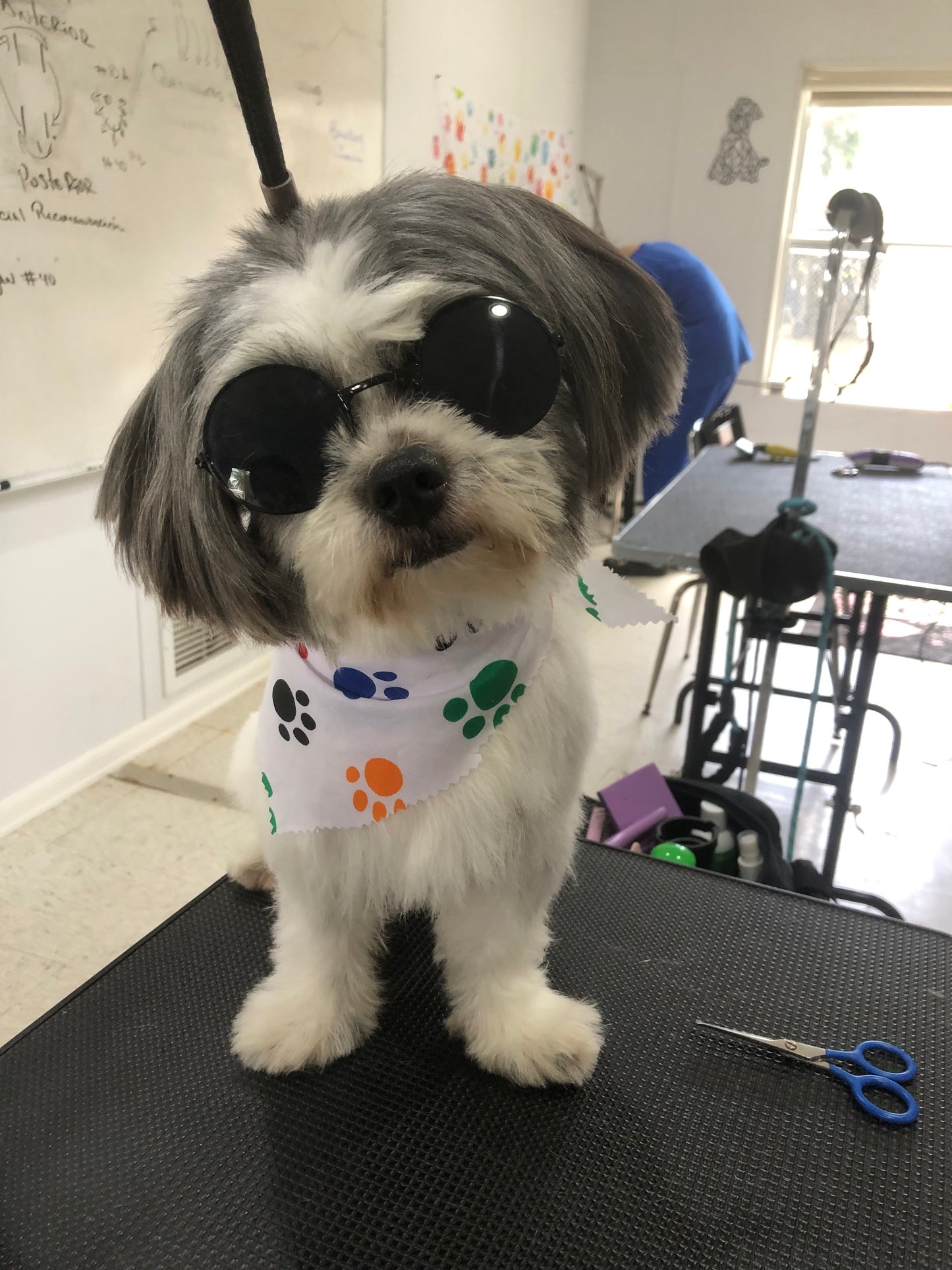 Full Glam: Perro pequeño
