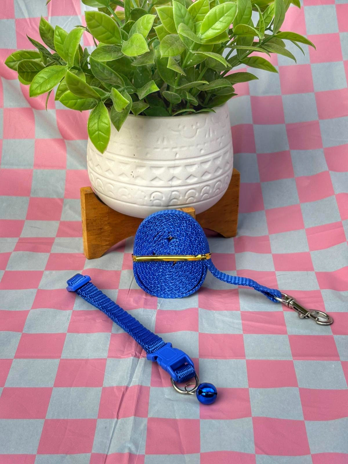 Conjunto collar y leash