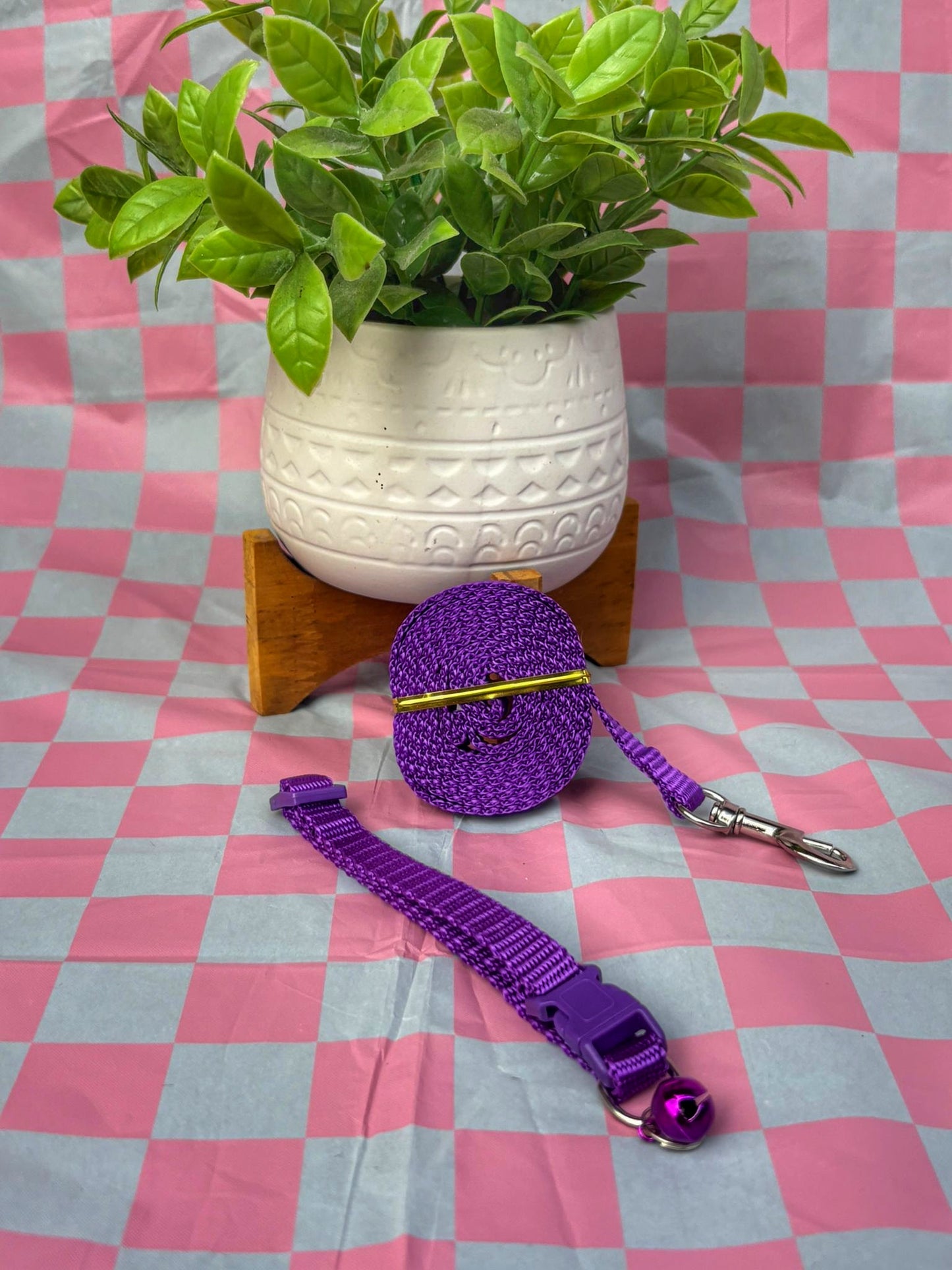 Conjunto collar y leash