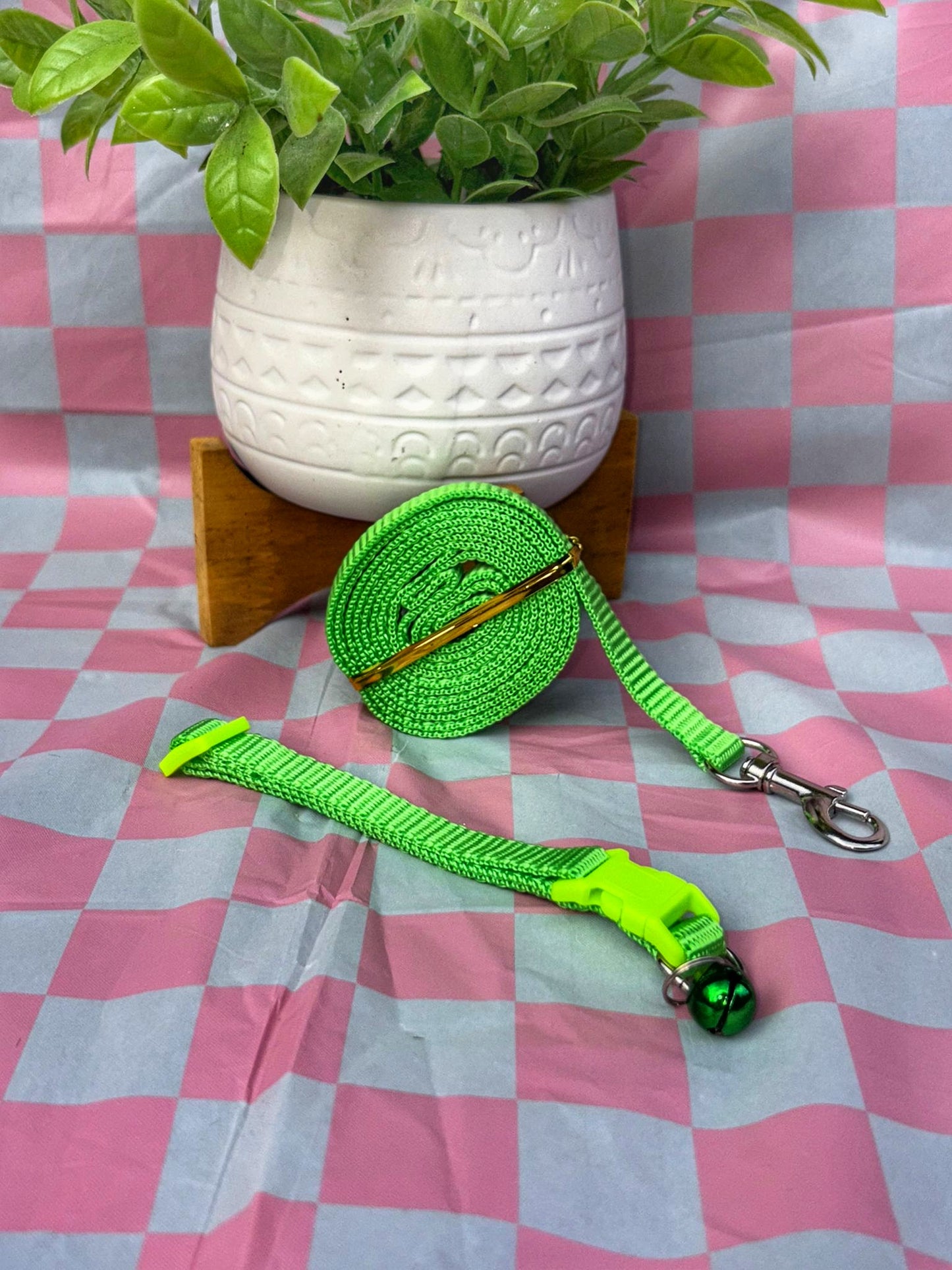 Conjunto collar y leash