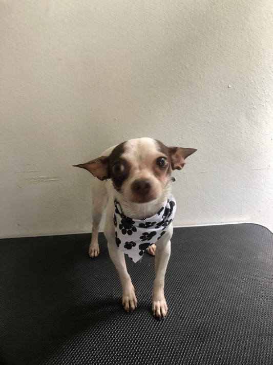 Baño: Perro pequeño pelo corto