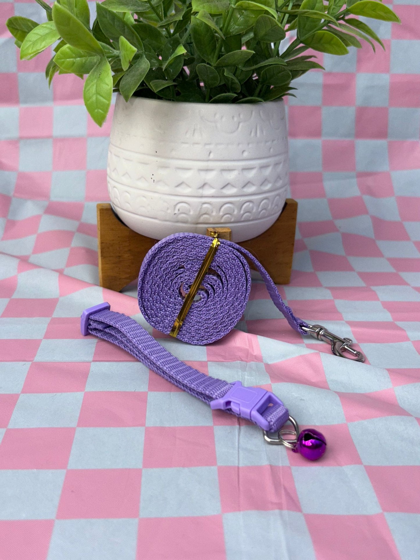 Conjunto collar y leash
