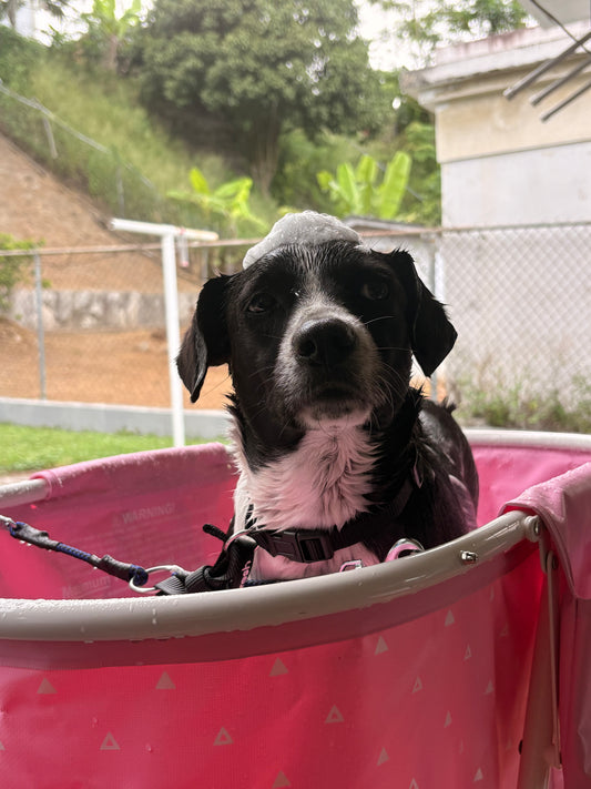 Baño: Perro mediano pelo corto