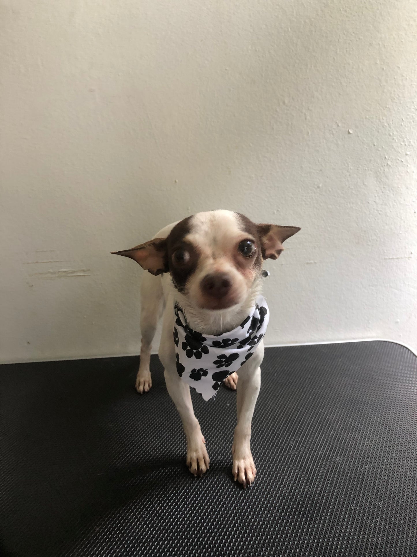 Baño & Trim: Perro pequeño pelo corto